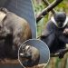 Adorable photos show rare baby monkey born at Edinburgh Zoo