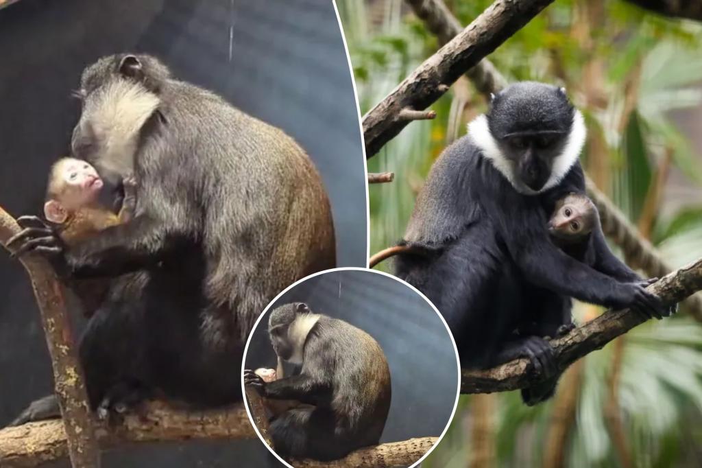 Adorable photos show rare baby monkey born at Edinburgh Zoo