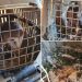 Man pleads guilty to keeping 19 birds locked up in dirty carriers