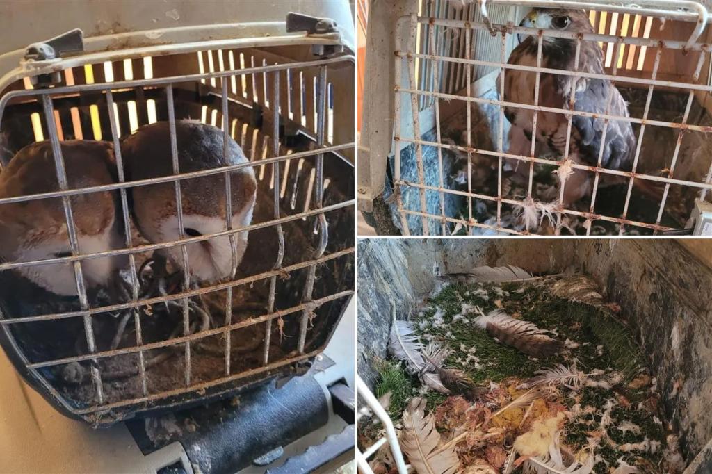Man pleads guilty to keeping 19 birds locked up in dirty carriers
