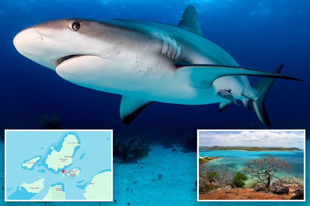 Boys applauded for saving friend after brutal shark attack:  ‘Incredible bravery’
