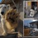 Polar bears take over abandoned Soviet-era research station