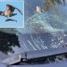 Holy mackerel! Falling fish smashes Canadian woman’s windshield: ‘Scared the heck out of me’