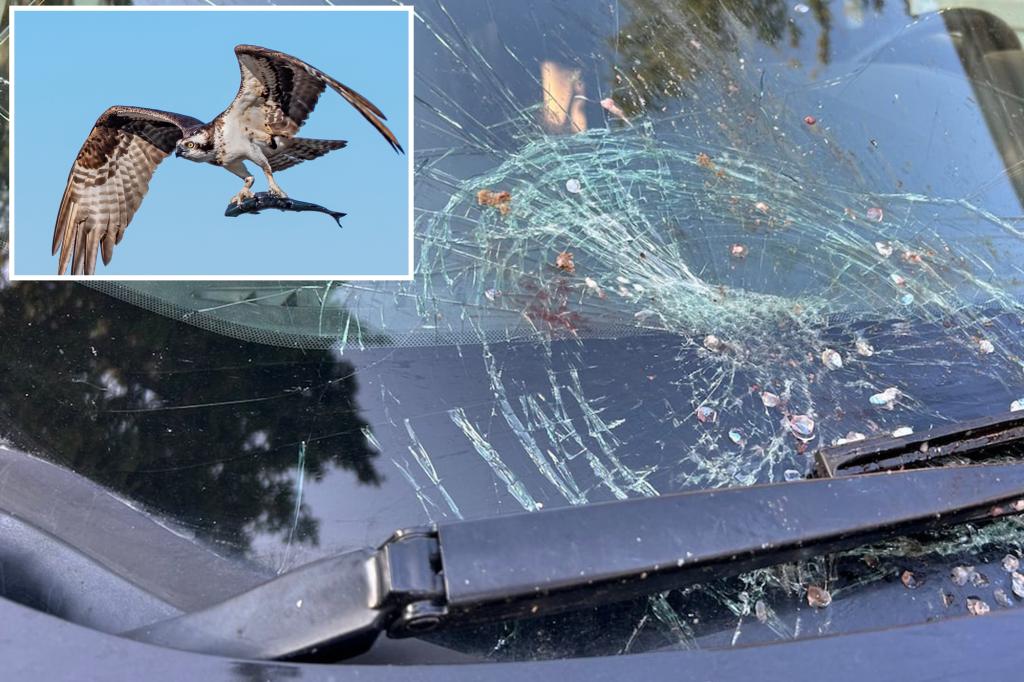 Holy mackerel! Falling fish smashes Canadian woman’s windshield: ‘Scared the heck out of me’