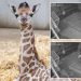 Adorable video shows baby giraffe being born, taking first wobbly steps