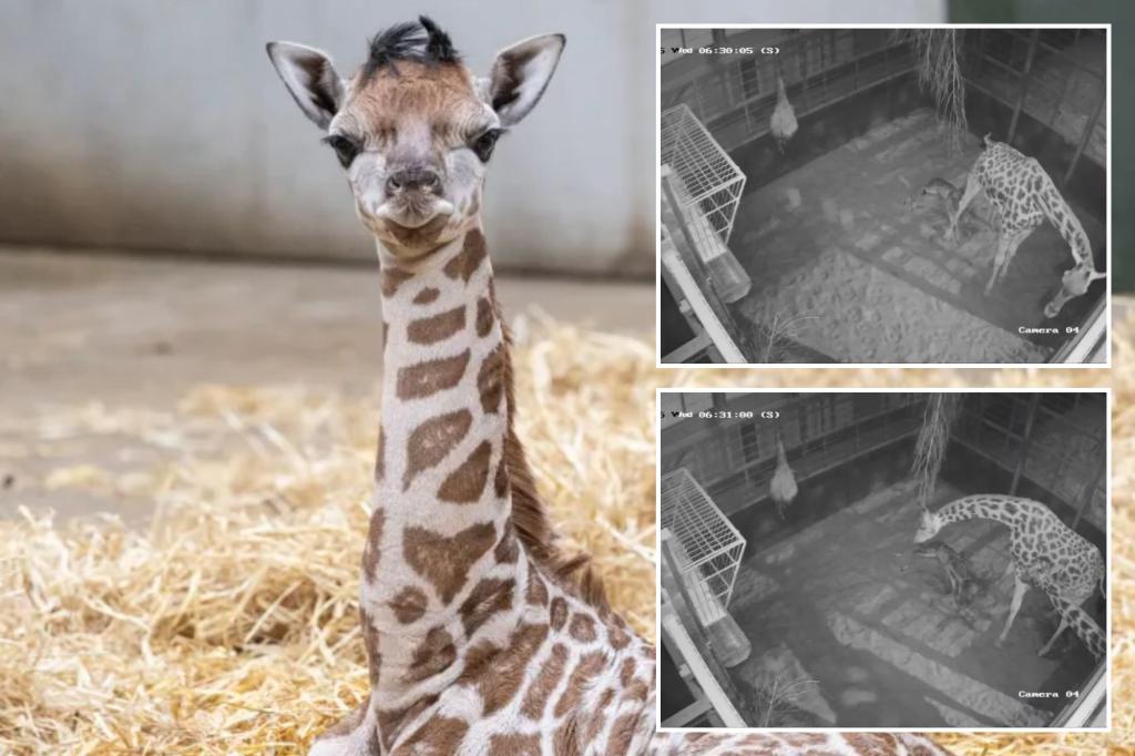 Adorable video shows baby giraffe being born, taking first wobbly steps