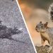 Scientists confirm the viral "Chicago Rat Hole" was made by a squirrel, not a rat