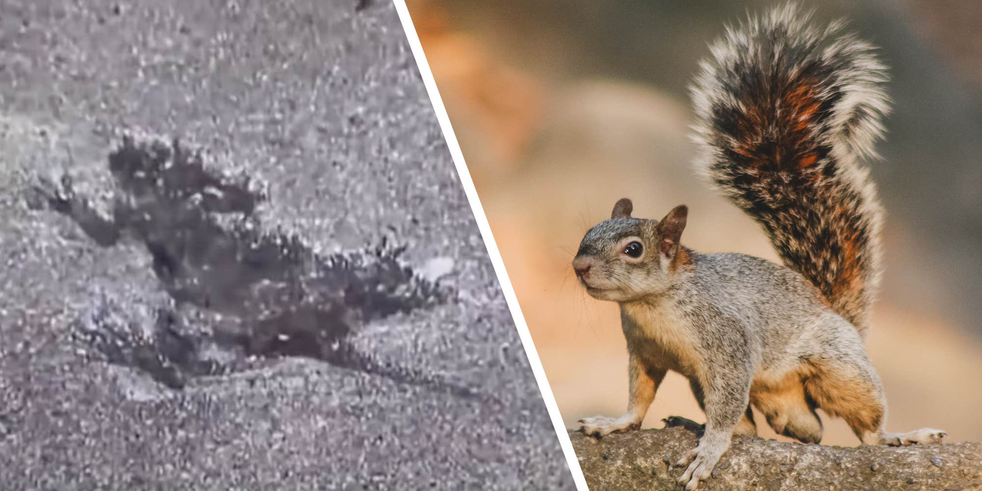 Scientists confirm the viral "Chicago Rat Hole" was made by a squirrel, not a rat