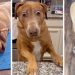 "You just look a little bit different": Belle the "shocked" dog goes viral again after owner explains her unique look