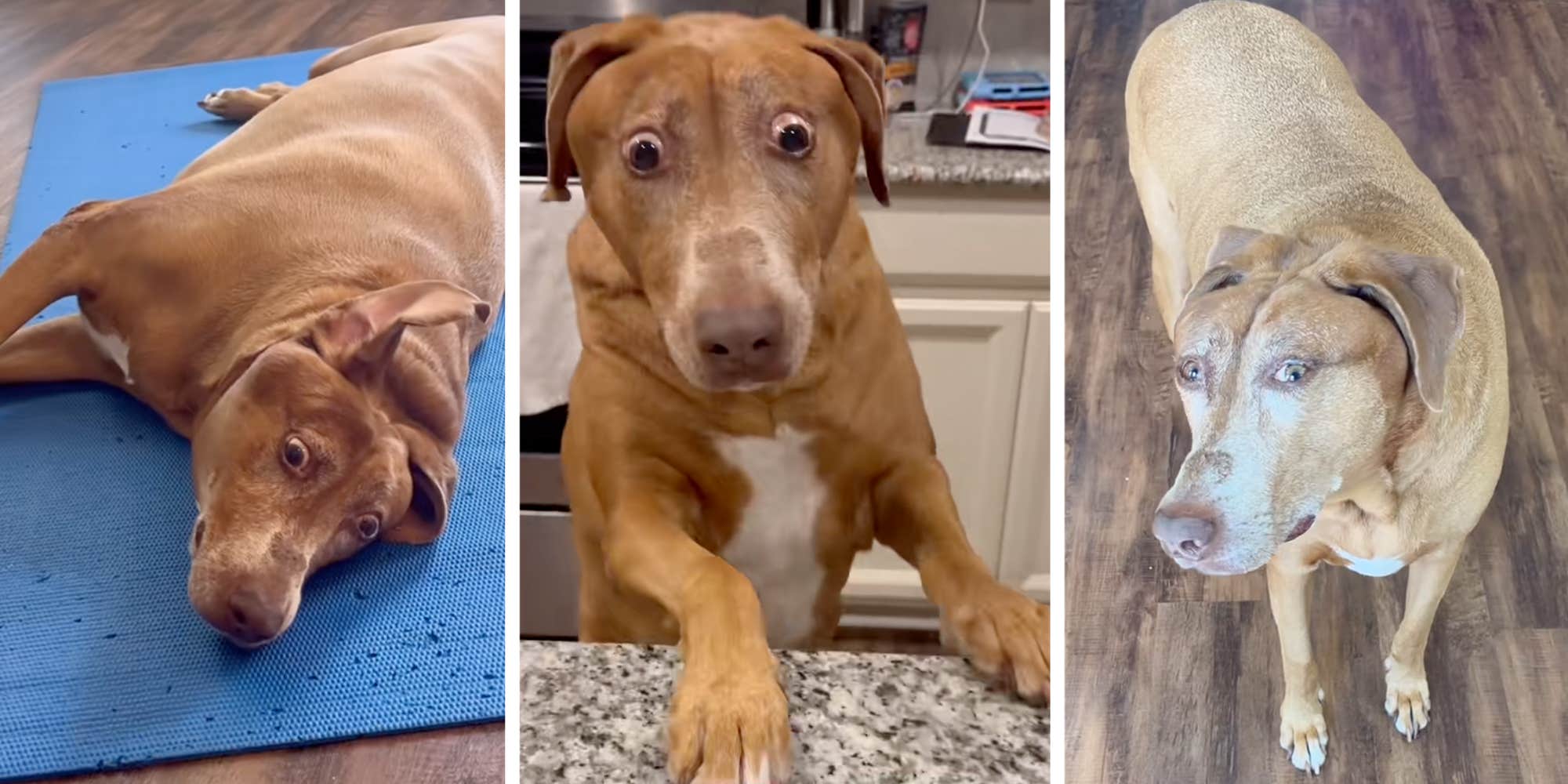 "You just look a little bit different": Belle the "shocked" dog goes viral again after owner explains her unique look