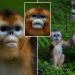China’s rare monkeys debut in Europe in furry diplomatic gesture