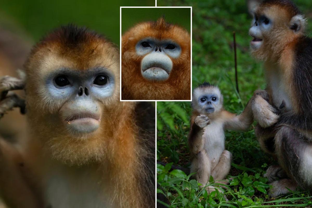 China’s rare monkeys debut in Europe in furry diplomatic gesture