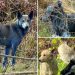 Mystery as abandoned dogs in Chernobyl turn blue, baffling caretakers