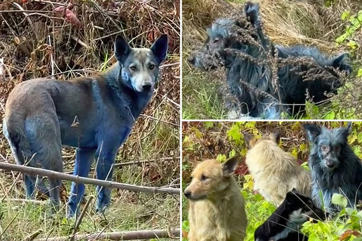 Mystery as abandoned dogs in Chernobyl turn blue, baffling caretakers