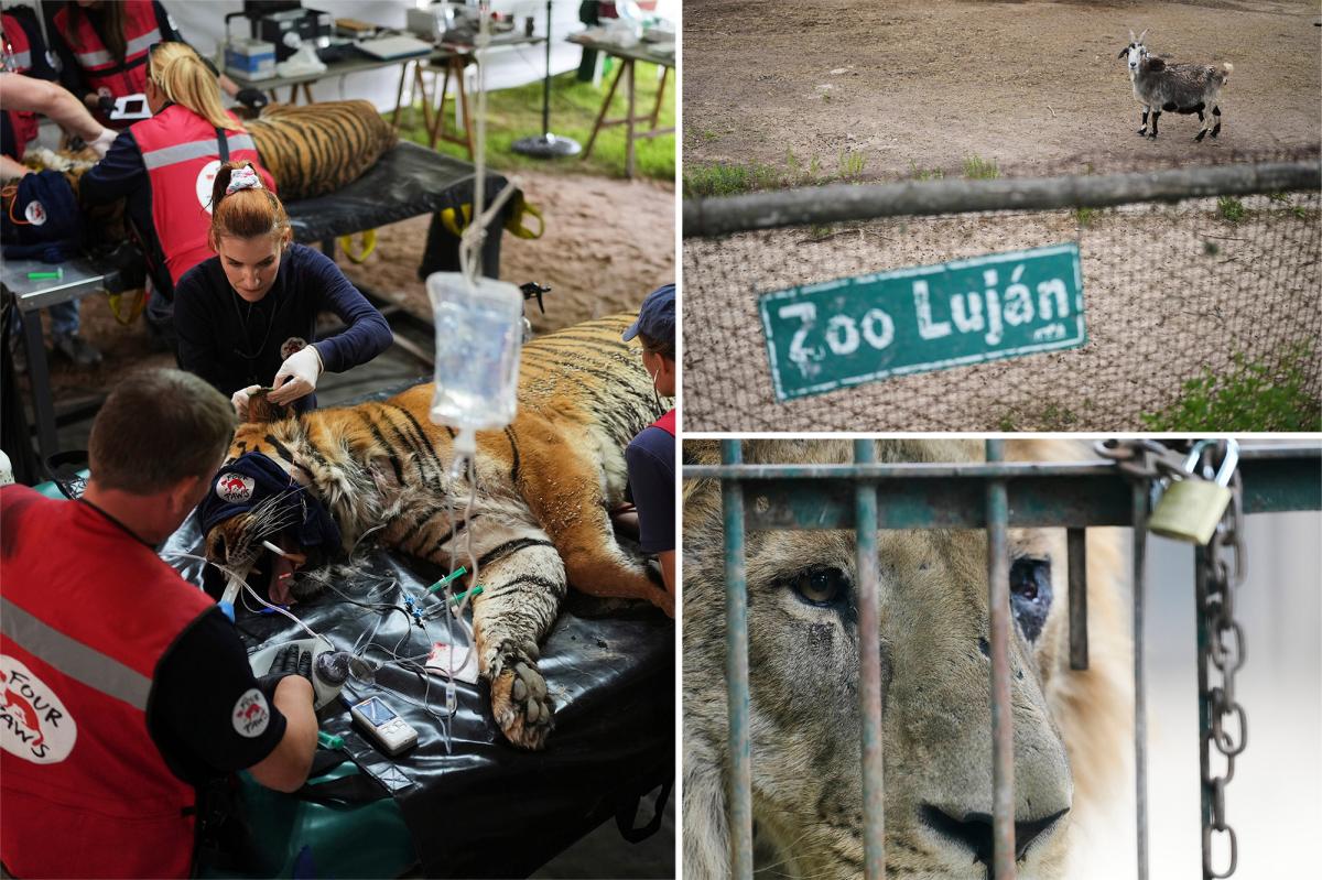 Years after Argentina shut a notorious zoo, the stranded animals are finally being rescued
