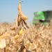 America Bet the Farm on Soybeans. Then Came Trump.