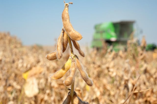 America Bet the Farm on Soybeans. Then Came Trump.