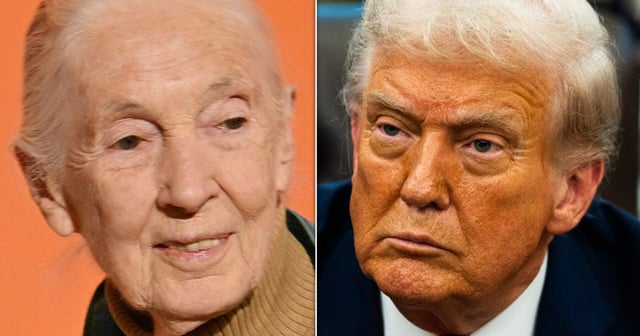 Jane Goodall’s Analysis Of Trump’s Chimp-Like Behavior Goes Viral After Her Death