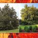 Trump Rips Out Presidents’ Historic Trees for New Ballroom | Satellite images show that six trees, including magnolias commemorating two presidents, have been erased from the White House grounds.