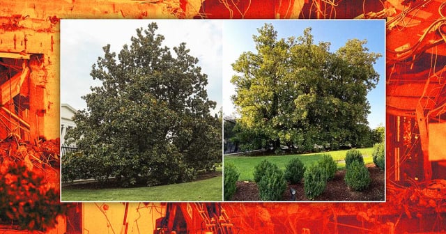 Trump Rips Out Presidents’ Historic Trees for New Ballroom | Satellite images show that six trees, including magnolias commemorating two presidents, have been erased from the White House grounds.