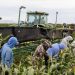 Trump's own Labor Department quietly admits his immigration crackdown risks 'supply shock-induced food shortages' and higher prices