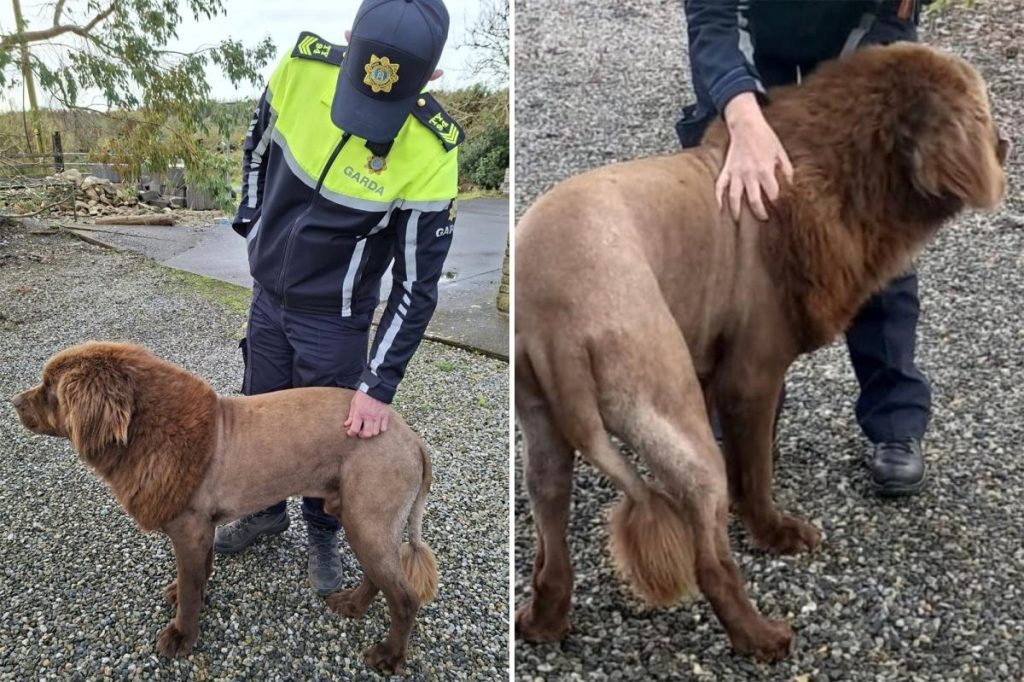 Lone ‘lion’ seen roaming in Ireland, sparking police probe, was actually  dog sporting ‘fresh haircut’: police