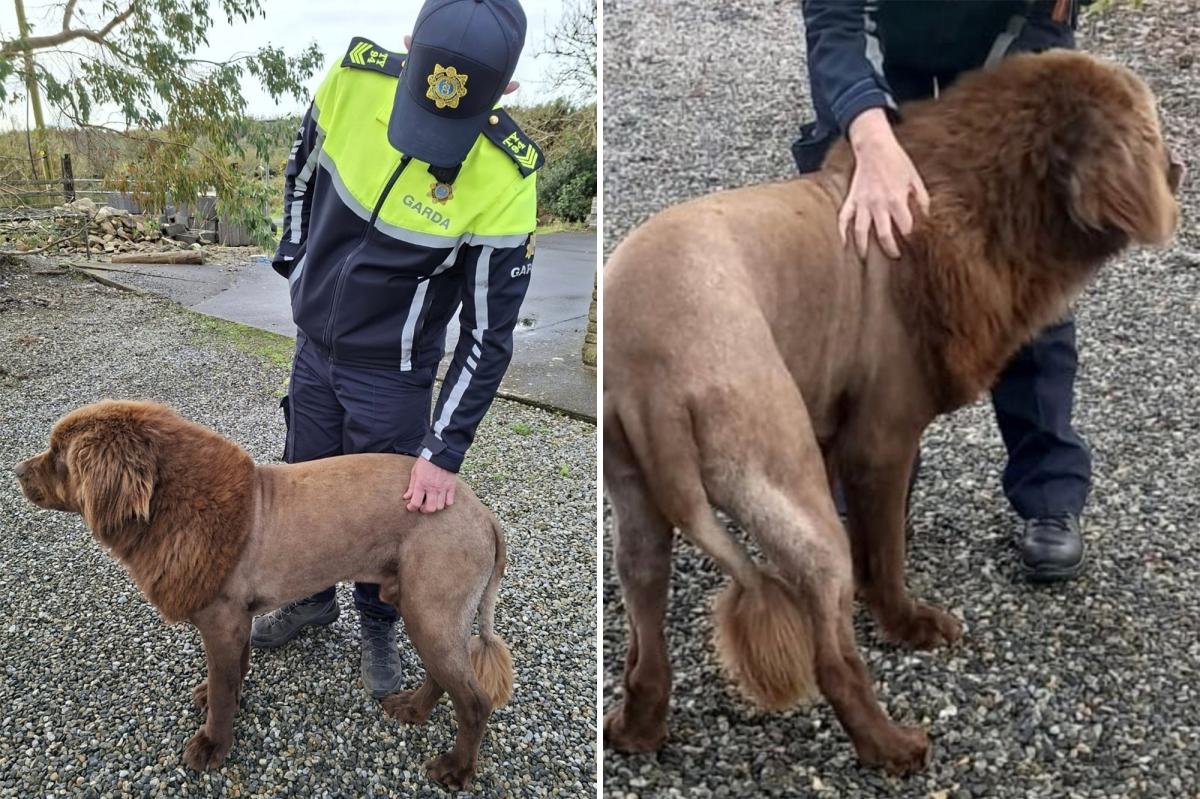 Lone ‘lion’ seen roaming in Ireland, sparking police probe, was actually  dog sporting ‘fresh haircut’: police