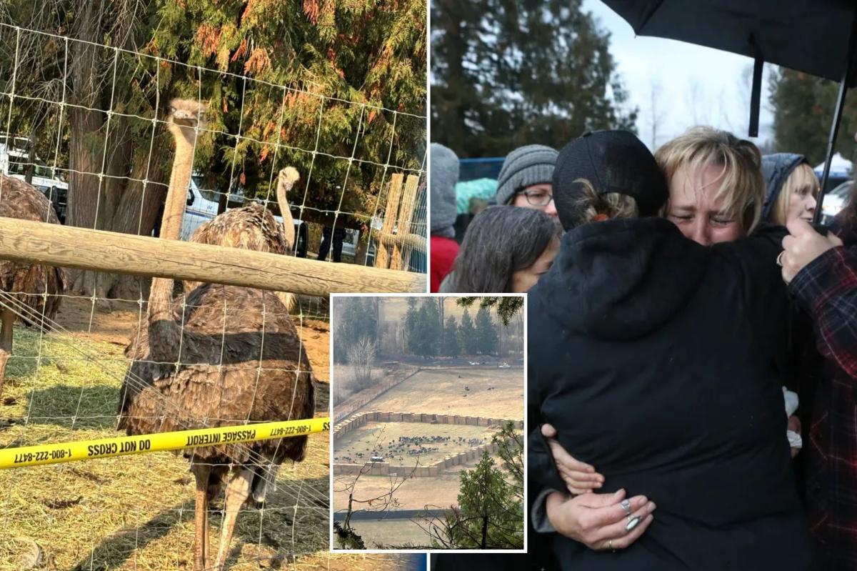 300 ostriches shot dead by firing squad on Canadian farm after bird flu allegations