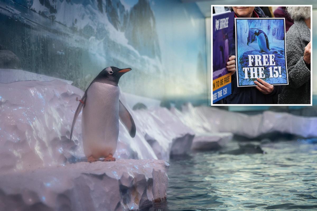 Lawmakers take action to protect penguins ‘trapped’ at popular aquarium