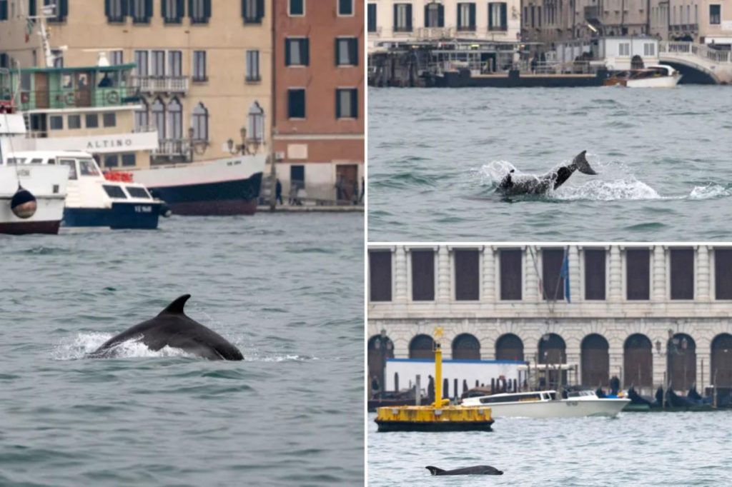 ‘Mimmo’ the dolphin delights tourists in Venice — but sparks concern among experts