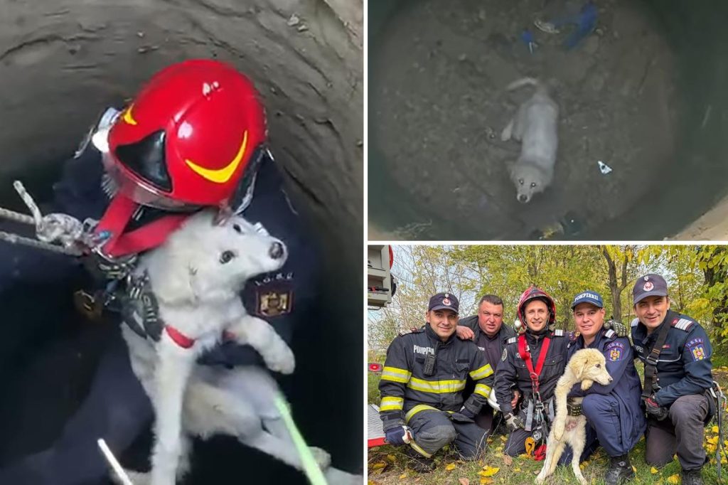 Emergency team rescues puppy in Romania after falling into abandoned well