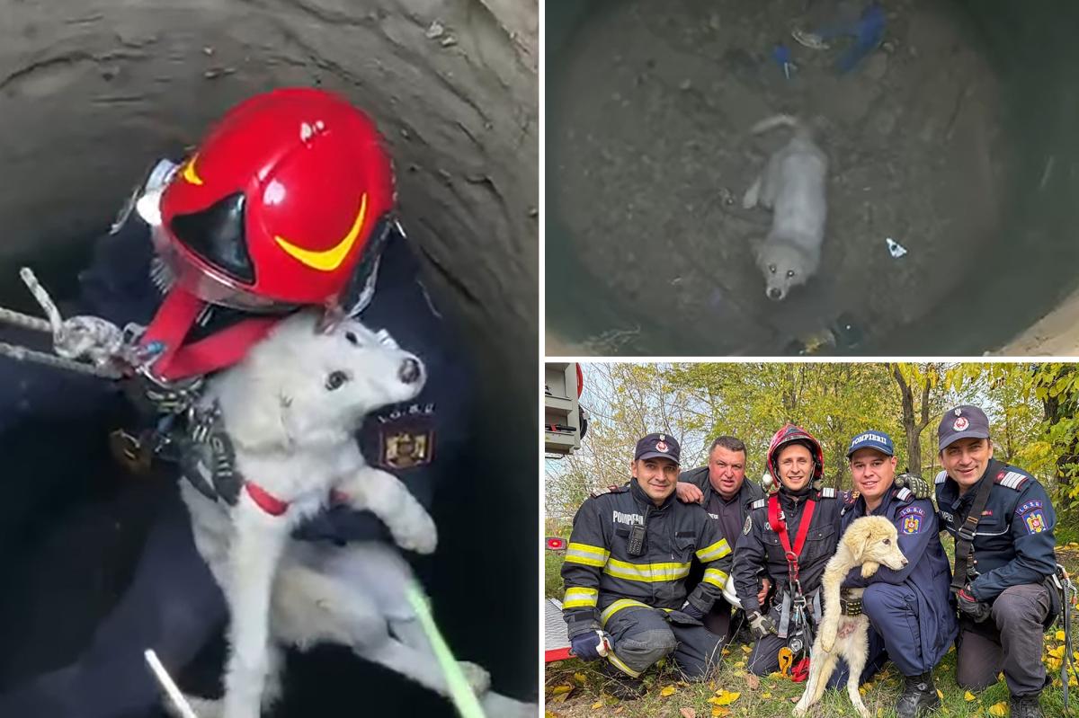 Emergency team rescues puppy in Romania after falling into abandoned well