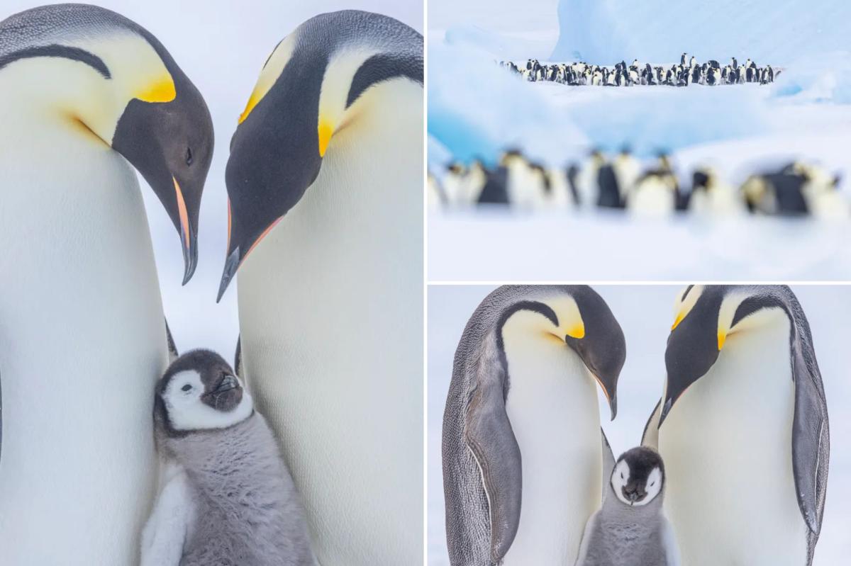 Adorable Emperor penguin chicks captured in stunning Antarctic photography