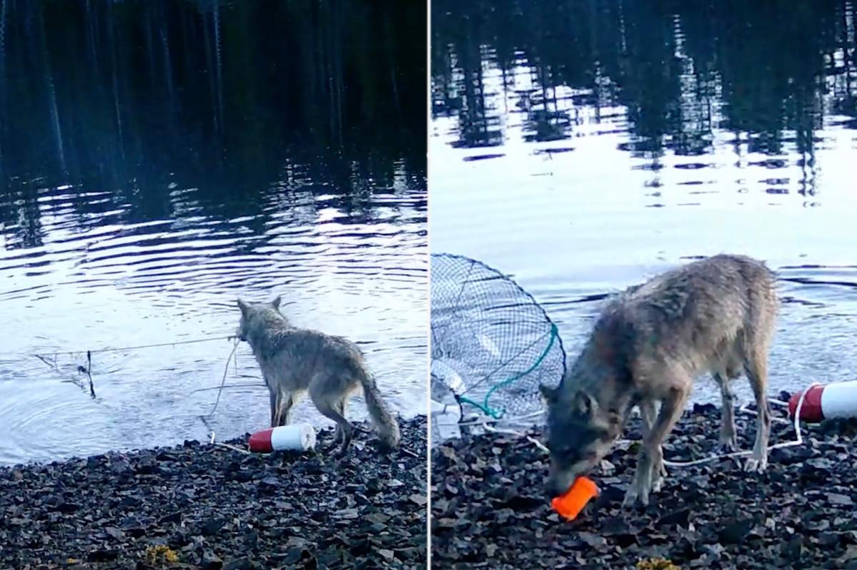 Wolf filmed using tools ‘exactly the way humans do it’ in possible wildlife breakthrough: expert