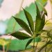 Federal THC ban send hemp companies scrambling