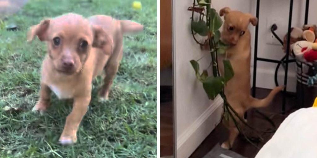 "He's just standing on business": This puppy poops upright like a tiny human and the internet can’t stop laughing