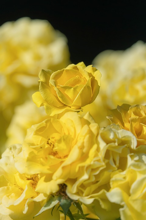 Japan has record high 7 fatal bear attack and 88 maulings in October alone