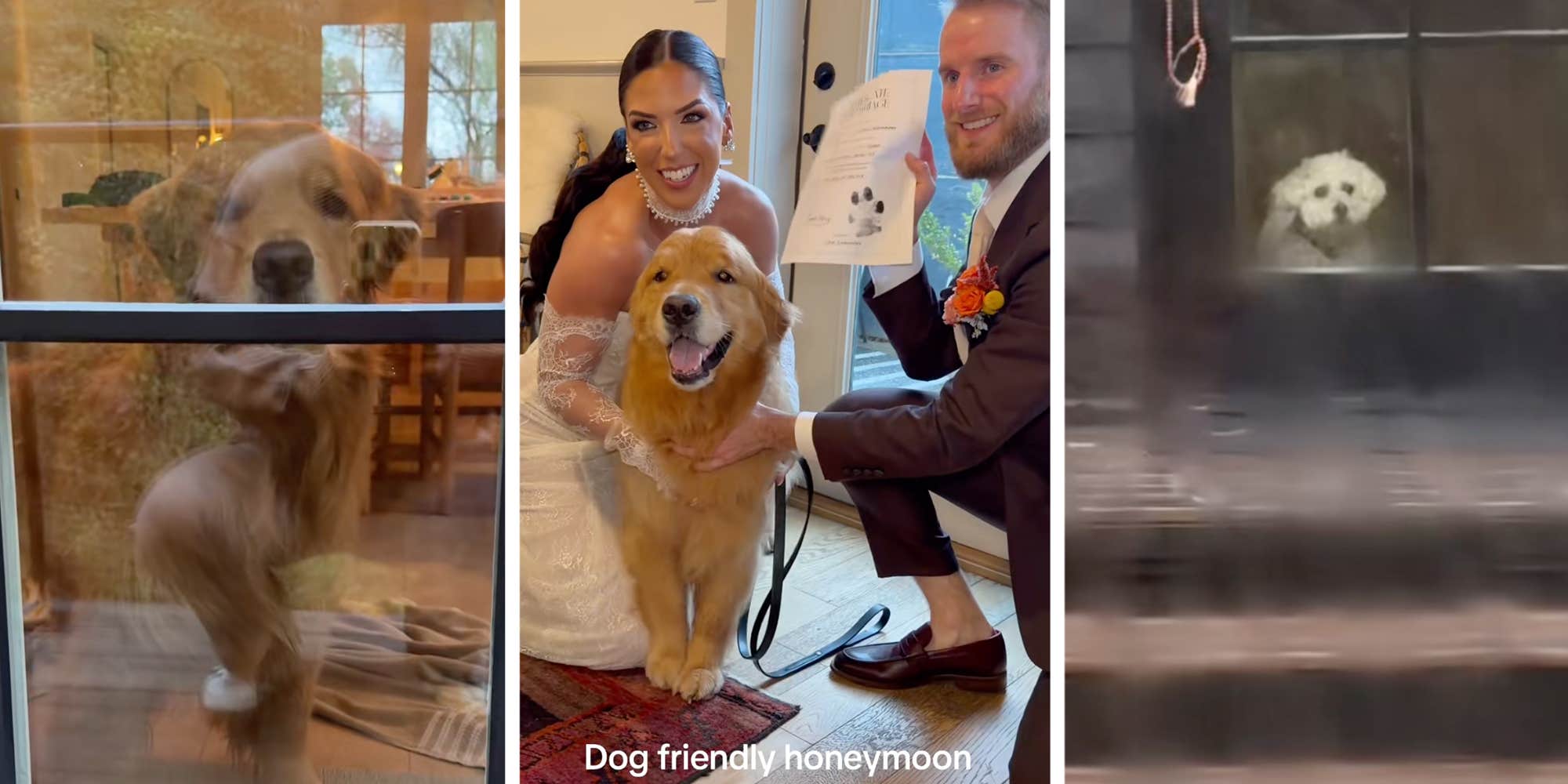 Missed connection: A Golden Retriever falls for the dog next door on his parents' honeymoon