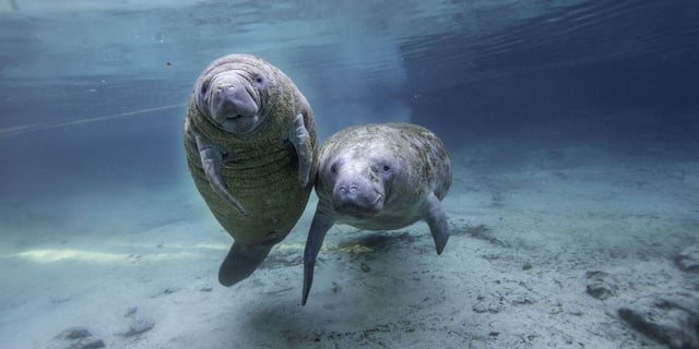 Trump Proposal to Weaken Endangered Species Act Will 'Accelerate the Extinction Crisis,' Green Groups Warn