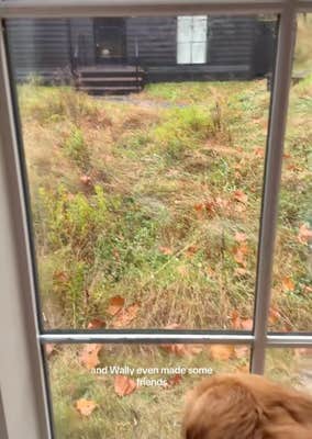 @wally.meets.world/TikTok dog looking out a window at another dog