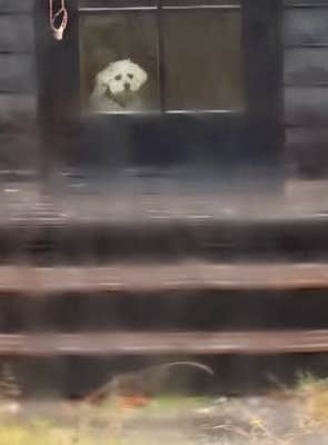 @wally.meets.world/TikTok dog looking out a window at another dog