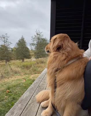 @wally.meets.world/TikTok dog on a porch 