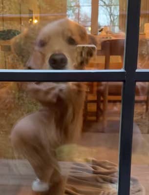 @wally.meets.world/TikTok dog looking out a window at another dog