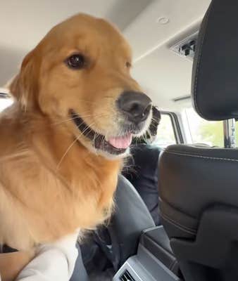 @wally.meets.world/TikTok dog in a car