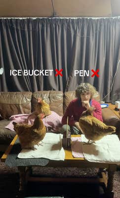 Curly haired TikToker playing the lying challenge with their chickens.