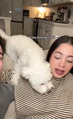 A little white dog liking up the milk "spit up" after a man tested his partner to see if she was ready for a baby.