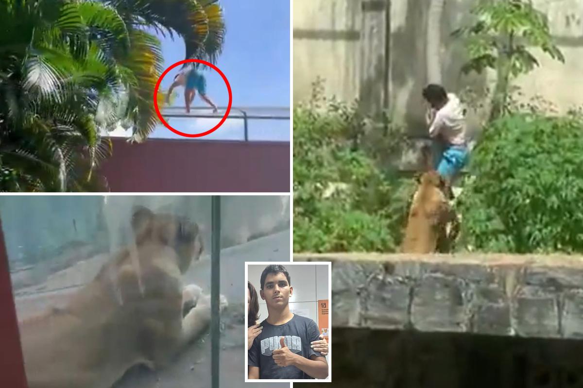 Teen who dreamed of working with animals mauled to death by lion after climbing into zoo enclosure