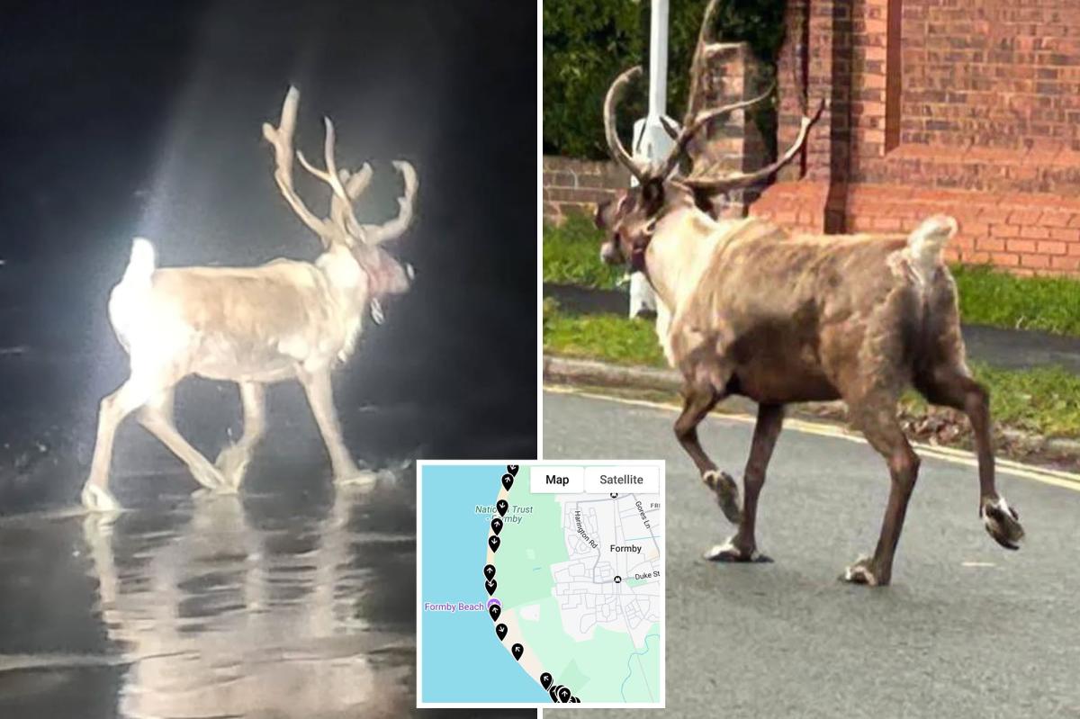Run, run, Rudolph! Reindeer escapes UK Santa Land, sparking red-nose alert and rescue mission  involving Royal Marines