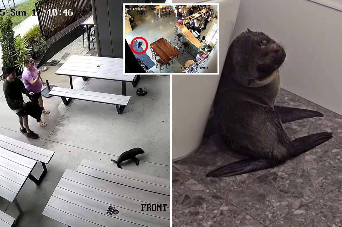 Curious seal wanders into New Zealand bar, baffling patrons and co-owner:  ‘Everyone was in shock’