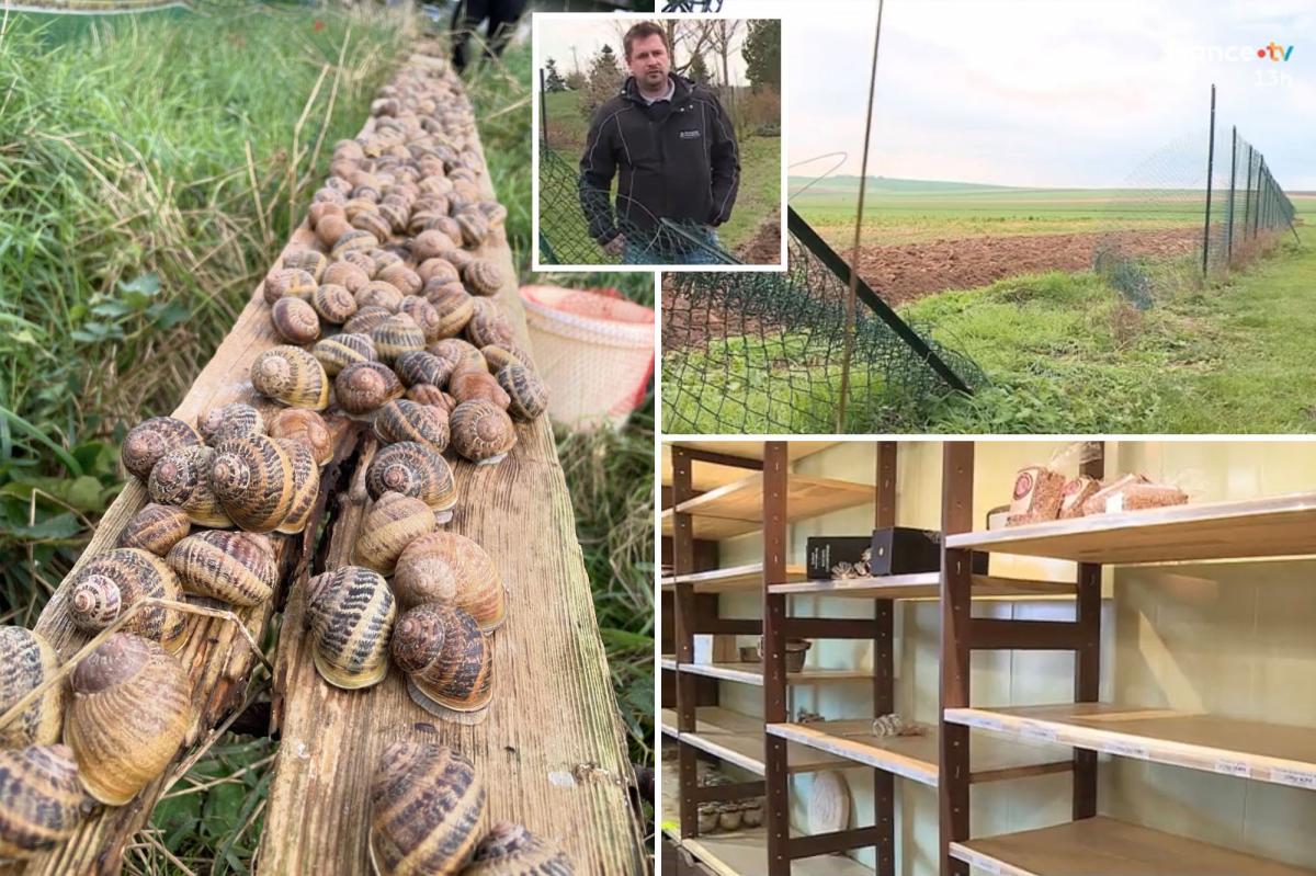 Shell shock! Thieves swipe $100K in snails from escargot farm that sells to Michelin star restaurants